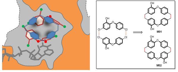 macrocycles in protein