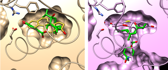 Docking poses of Ferutinin in ERa binding cavities